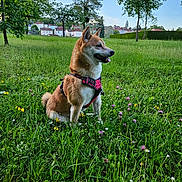 Raïko a rejoint le concours — aidez-le/la à gagner de superbes lots ! dog, shiba_inu, grass, wildflowers, meadow, trees, blue_sky, harness, outdoor, nature, pet, animal, sitting, greenery, sunlight, landscape, house, summer, canine, park