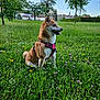 dog, shiba_inu, grass, wildflowers, meadow, trees, blue_sky, harness, outdoor, nature, pet, animal, sitting, greenery, sunlight, landscape, house, summer, canine, park