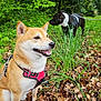 dog, shiba_inu, black_dog, leash, harness, forest, leaves, greenery, grass, outdoor, nature, canine, pet, smiling_dog, walking, daylight, trees, sniffing, brown_leaves, happy