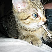 Molly joined the competition — help win amazing prizes! kitten, cat, tabby, playful, string, whiskers, closeup, pet, animal, fur, claws, lap, human_leg, shorts, white_shirt, indoor, flash, curious, cute, young_cat