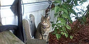 Molly joined the competition — help win amazing prizes! animal, bench, building, calm, cat, collar, daylight, furniture, garden, green_leaves, mulch, nature, outdoor, pet, plants, sitting, soil_bag, tabby_cat, white_wall, wooden_bench