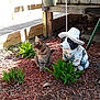 Molly is registered to the contest to win money with this photo: animal, cat, curious, decor, garden, greenery, hat, mulch, nature, outdoor, overalls, pet, plants, porch, purple_collar, sculpture, statue, sunlight, tabby_cat, wooden_fence