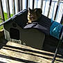 Molly is registered to the contest to win money with this photo: animal, cat, daytime, domestic_cat, fence, green_grass, nature, outdoor, pet, pet_house, portrait, relaxed, resting, roof, shadows, small_house, striped, sunlight, tabby, wooden_deck