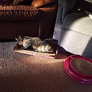 Molly is registered to the contest to win money with this photo: cardboard_box, carpet, cat, cat_toy, comfortable, couch, cozy, daylight, feline, fur, home, indoor, living_room, pet, relaxing, resting, shadow, sleeping, striped, sunlight