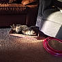 cardboard_box, carpet, cat, cat_toy, comfortable, couch, cozy, daylight, feline, fur, home, indoor, living_room, pet, relaxing, resting, shadow, sleeping, striped, sunlight