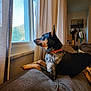 Blue joined the competition — help win amazing prizes! dog, window, curtains, couch, indoor, pet, looking, collar, furniture, animal, relaxed, brown, black, white, speckled, home, daylight, wall, decor, leisure