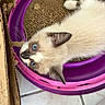 cat, kitten, blue_eyes, white_fur, gray_markings, sleeping, lying_down, upside_down, pet, animal, whiskers, pointed_ears, cardboard, scratcher, purple_bed, indoor, tile_floor, close_up, cute, relaxed