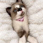 Duchess is registered to the contest to win money with this photo: kitten, cat, blue_eyes, pink_collar, blanket, fluffy, white, gray, brown, indoors, close_up, portrait, pet, feline, lying_down, relaxed, cute, soft_texture, cozy, photography