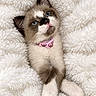 kitten, cat, blue_eyes, pink_collar, blanket, fluffy, white, gray, brown, indoors, close_up, portrait, pet, feline, lying_down, relaxed, cute, soft_texture, cozy, photography