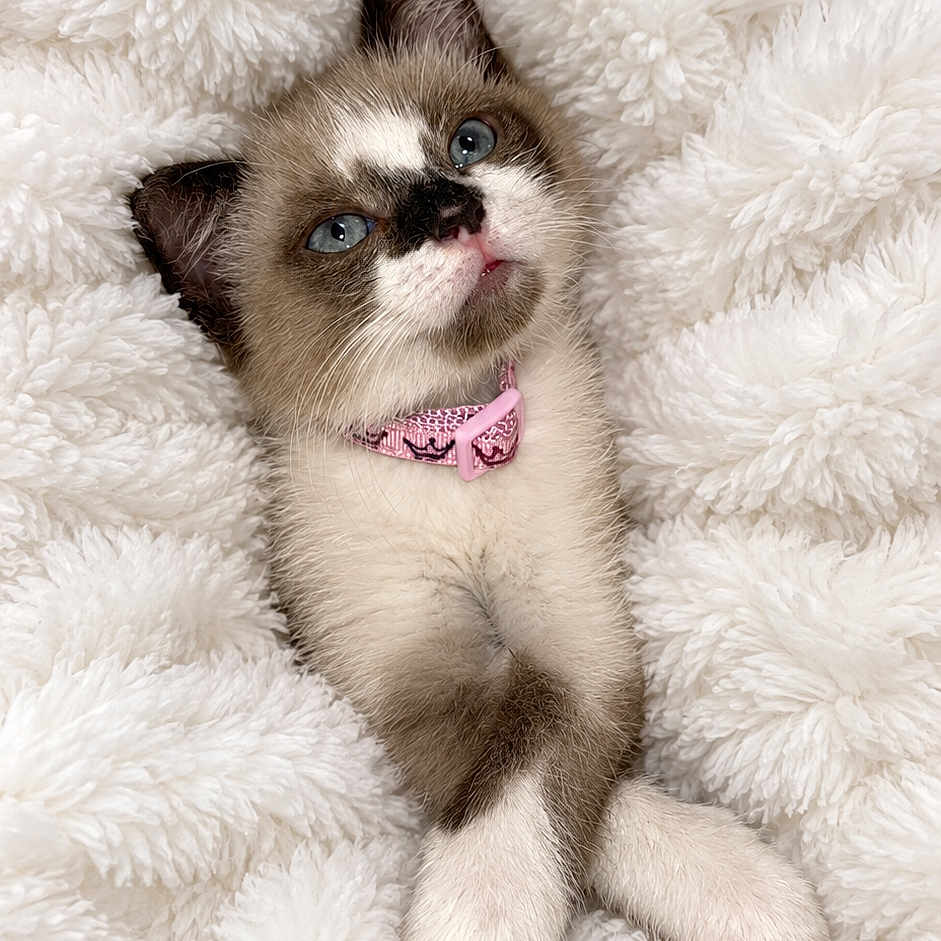 Duchess