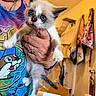 kitten, cat, blue_eyes, fluffy, white_fur, pointed_ears, whiskers, close_up, portrait, pet, animal, being_held, human_hand, colorful_shirt, indoor, home, bags, boxes, water_bottle, photography
