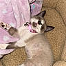 cat, kitten, sleeping, lounging, upside_down, point_coloring, blue_eyes, pink_collar, bell, paw, whiskers, pet, adorable, fluffy, couch, blanket, indoor, cozy, portrait, relaxed