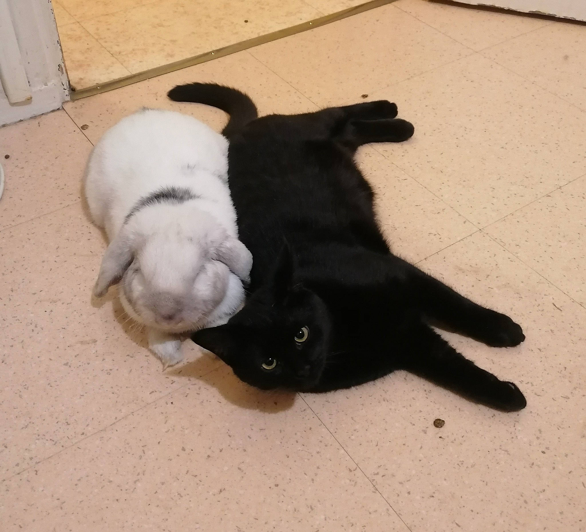 Croquette a rejoint le concours — aidez-le/la à gagner de superbes lots ! black_cat, bombay, carnivore, cat, comfort, companion_dog, dog_breed, domestic_short_haired_cat, felidae, floor, flooring, fur, hardwood, paw, small_to_medium_sized_cats, snout, tail, terrestrial_animal, whiskers, wood