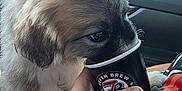 Havoc is registered to the contest to win money with this photo: puppy, dog, paper_cup, hand, car_interior, window, parking_lot, bracelet, fur, snout, paw, seatbelt, close_up, beads, coffee_cup, human_hand, passenger_seat, brown_fur, travel, cute