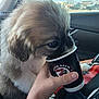 puppy, dog, paper_cup, hand, car_interior, window, parking_lot, bracelet, fur, snout, paw, seatbelt, close_up, beads, coffee_cup, human_hand, passenger_seat, brown_fur, travel, cute