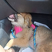 Havoc is registered to the contest to win money with this photo: dog, puppy, car_interior, pink_harness, blue_leash, shoe, human_leg, paw, paper, dashboard, tire, teeth, tongue, fuzzy_fur, resting, close_up, seat_area, scratch_marks, leather_panel, playful