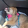 dog, puppy, car_interior, pink_harness, blue_leash, shoe, human_leg, paw, paper, dashboard, tire, teeth, tongue, fuzzy_fur, resting, close_up, seat_area, scratch_marks, leather_panel, playful