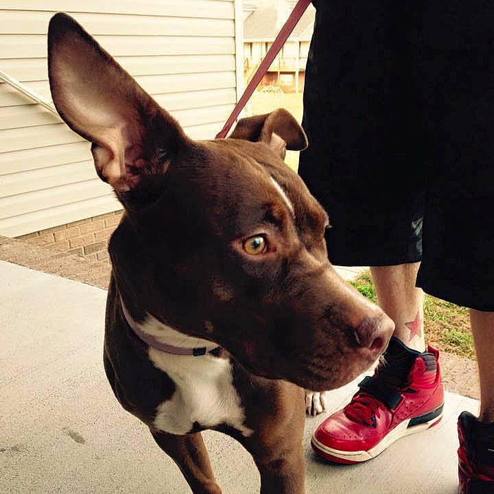 Shae is registered to the contest to win money with this photo: canidae, carnivore, collar, companion_dog, dog, dog_breed, dog_collar, eye, fawn, footwear, human_leg, leash, leg, shoe, sneakers, snout, sporting_group, street_fashion, whiskers, working_animal