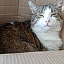 animal, bookshelf, cardboard_box, cat, closeup, domestic_cat, ears, face, feline, fur, furniture, home, indoor, pet, pink_nose, relaxed, resting, sitting, tabby_cat, whiskers