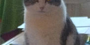 Minouchka participe au concours pour gagner de l'argent avec cette photo : abyssinian, angora, animal, cat, egyptiancat, face, head, kitten, manx, person, pet, siamese