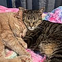 Martin joined the competition — help win amazing prizes! animal, blanket, cat, cats, closeup, comfort, cozy, cute, friendship, fur, ginger_cat, indoor, napping, peaceful, pets, resting, sleeping, snuggling, soft, tabby