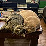 Martin joined the competition — help win amazing prizes! animal, books, cat, companion, cozy, curious, cute, domestic, feline, indoor, living_room, pet, relaxed, resting, shelf, sleeping_cat, stuffed_toy, tabby_cat, wood_floor, wooden_table