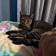 Martin joined the competition — help win amazing prizes! animal, bedroom, blanket, cat, colorful, comfort, cozy, curtains, cute, domestic, feline, fur, indoor, lying_down, pet, relaxed, resting, soft, tabby, whiskers