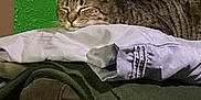 Martin is registered to the contest to win money with this photo: animal, cat, cozy, cute, domestic, feline, folded_clothes, fur, green_wall, home, indoor, nap, pet, pile, relaxed, resting, sleeping, soft, tabby, texture