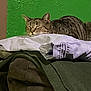 animal, cat, cozy, cute, domestic, feline, folded_clothes, fur, green_wall, home, indoor, nap, pet, pile, relaxed, resting, sleeping, soft, tabby, texture