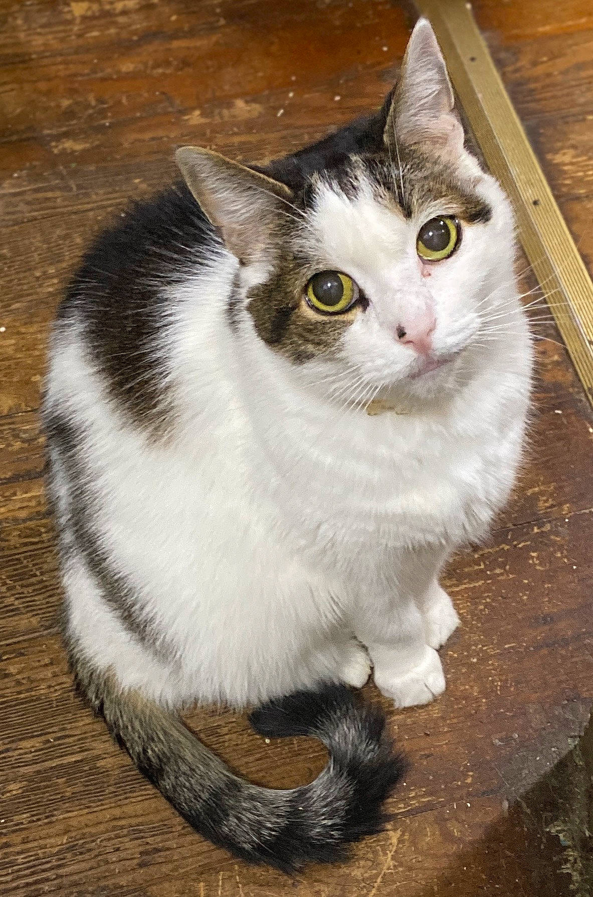 Screecher joined the competition — help win amazing prizes! carnivore, cat, domestic_short_haired_cat, eye, felidae, fur, grey, paw, plant, small_to_medium_sized_cats, snout, tail, whiskers, window, wood