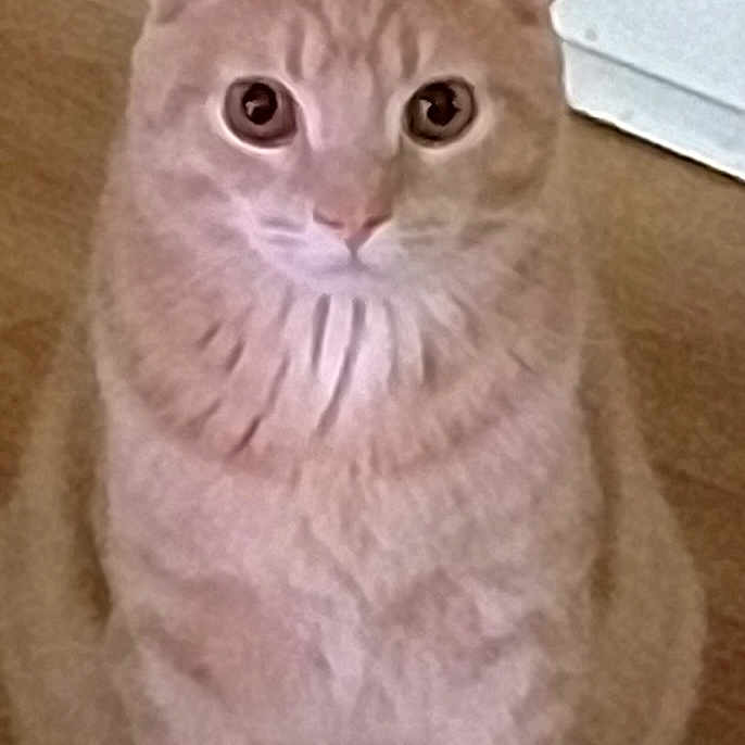 Toby joined the competition — help win amazing prizes! animal, cat, closeup, cute, domestic_cat, ears, eyes, feline, floor, fur, ginger_cat, indoor, looking, mammal, pet, portrait, sitting, tail, wall, whiskers