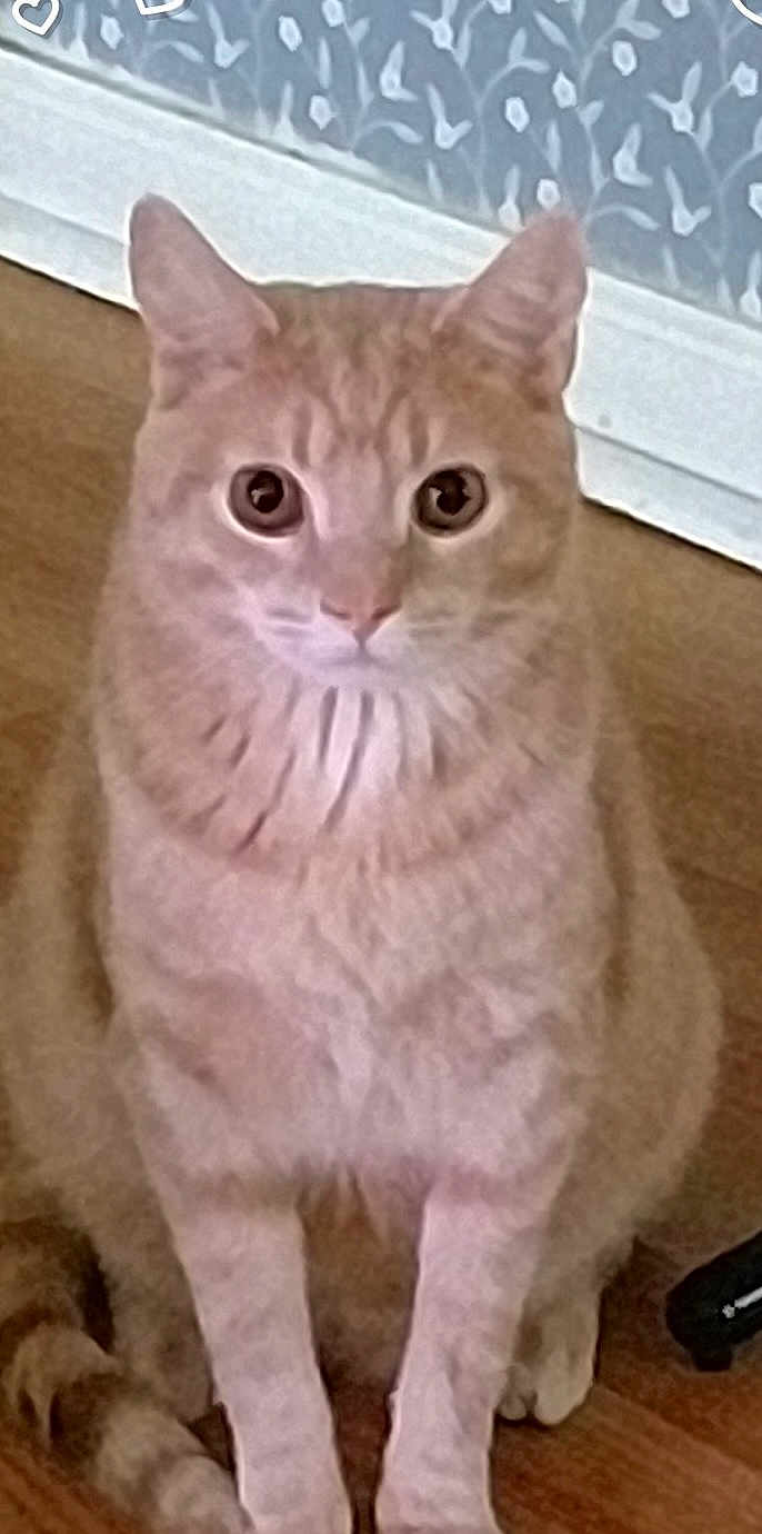 Toby joined the competition — help win amazing prizes! cat, ginger_cat, pet, animal, indoor, floor, wall, sitting, fur, whiskers, ears, tail, eyes, cute, domestic_cat, feline, mammal, closeup, looking, portrait