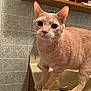 Toby is registered to the contest to win money with this photo: cat, tabby, orange_cat, pet, animal, indoor, bathroom, sink, curious, feline, whiskers, ears, tile_wall, shelf, household, domestic, closeup, standing, wide_eyes, light_orange