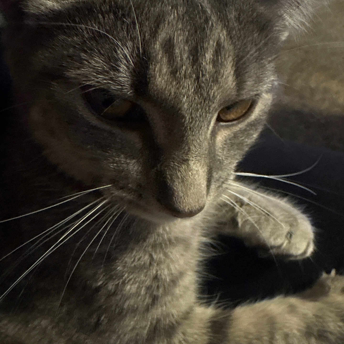 Meowmow joined the competition — help win amazing prizes! cat, tabby_cat, closeup, whiskers, fur, pet, animal, domestic_animal, feline, face, ear, eye, paw, resting, indoor, soft_light, shadow, cute, portrait, cozy
