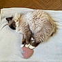 Toulouse participe au concours pour gagner de l'argent avec cette photo : animal, brown, cat, cozy, cute, domestic_cat, fluffy, fur, heart_shaped, indoor, paws, peaceful, pet, pink_toy, relaxed, resting, sleeping, soft, white, white_blanket