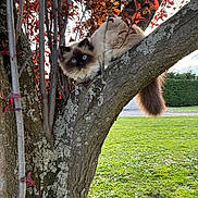 Toulouse a rejoint le concours — aidez-le/la à gagner de superbes lots ! animal, bark, blue_eyes, branch, cat, curious, daylight, feline, fluffy, grass, greenery, leaves, moss, nature, outdoor, park, pet, tail, tree, wildlife