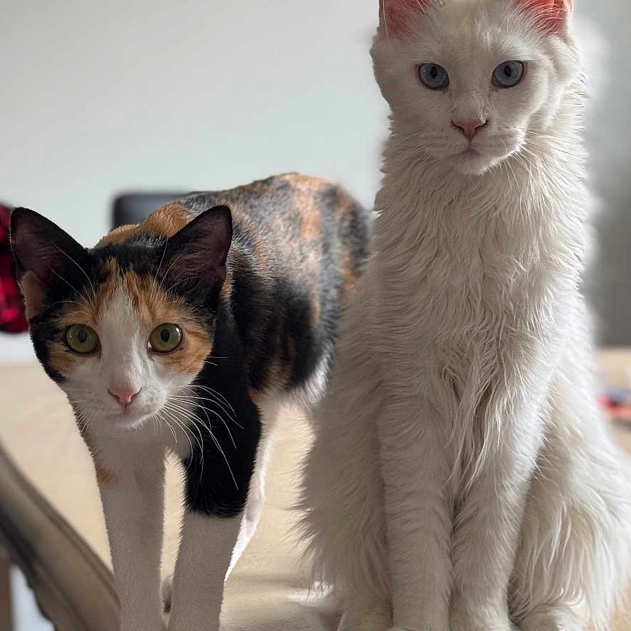 Visenya a rejoint le concours — aidez-le/la à gagner de superbes lots ! animal, calico_cat, cat, companions, curious, cute, domestic_animal, ears, eyes, feline, fur, indoor, pets, pets_indoor, portrait, sitting, table, whiskers, white_cat, wooden_table