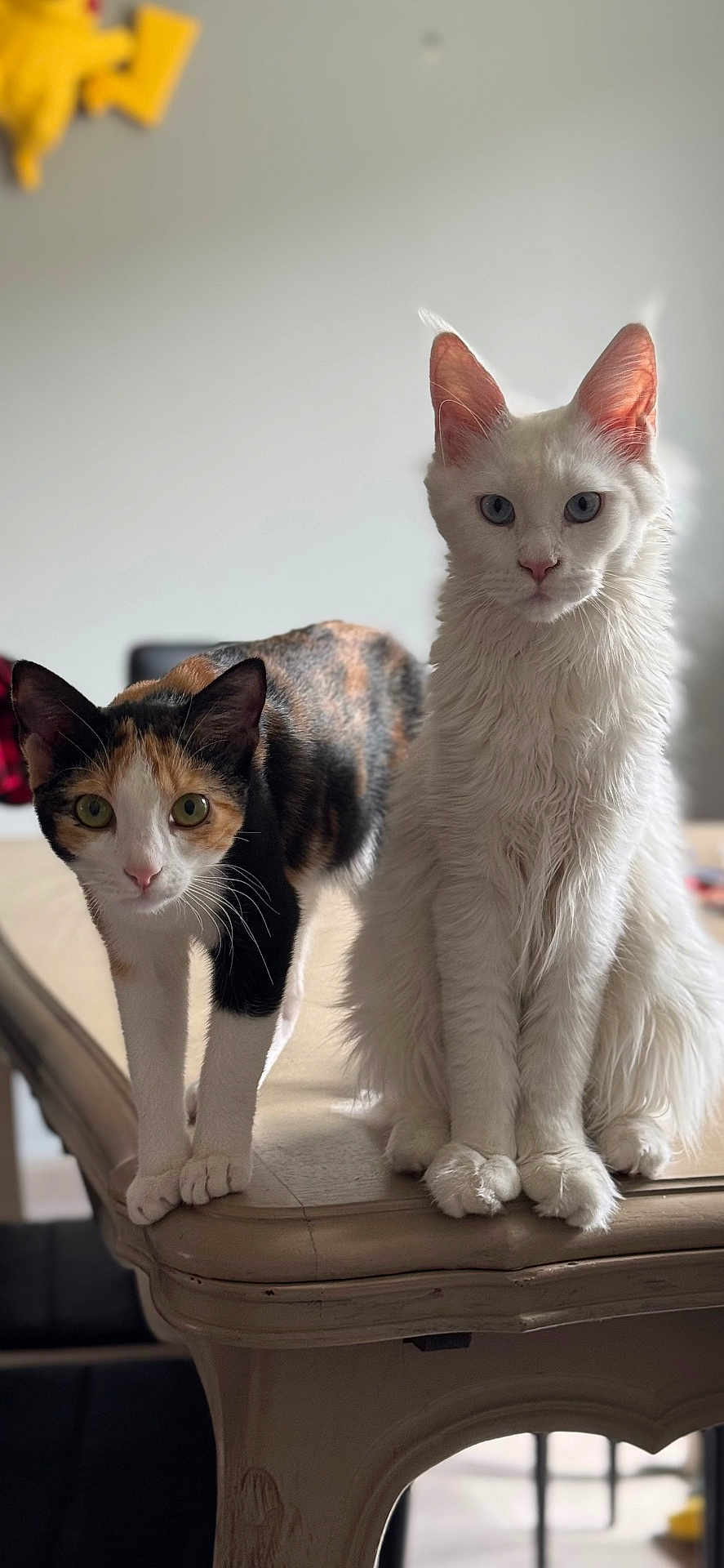 Visenya a rejoint le concours — aidez-le/la à gagner de superbes lots ! animal, calico_cat, cat, companions, curious, cute, domestic_animal, ears, eyes, feline, fur, indoor, pets, pets_indoor, portrait, sitting, table, whiskers, white_cat, wooden_table