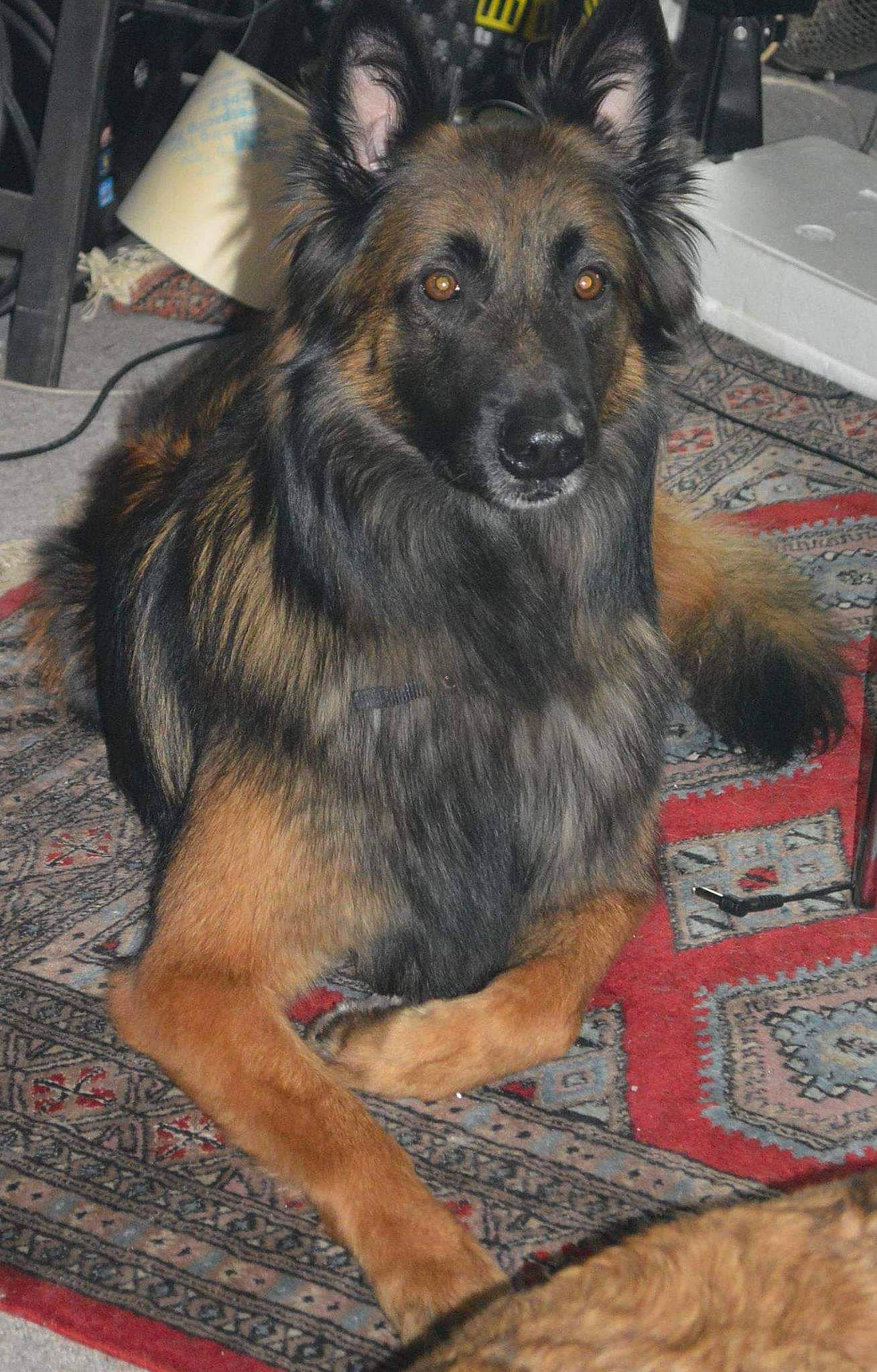 Eros a rejoint le concours — aidez-le/la à gagner de superbes lots ! canidae, carnivore, companion_dog, dog, dog_breed, east_european_shepherd, flooring, fur, german_shepherd_dog, guard_dog, herding_dog, king_shepherd, kitchen_appliance, old_german_shepherd_dog, snout, sporting_group, working_dog