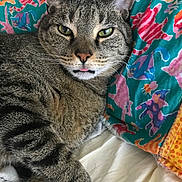 Sandman joined the competition — help win amazing prizes! animal, blanket, cat, close_up, colorful, cozy, cute, ears, eyes, feline, fur, indoor, pattern, pet, portrait, relaxed, resting, tabby, tongue, whiskers