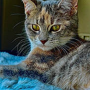 Mimi Muizza participe au concours pour gagner de l'argent avec cette photo : cat, feline, close_up, yellow_eyes, whiskers, fur, pet, indoor, soft_blanket, relaxing, animal, cute, curious, mammal, portrait, cozy, lying_down, domestic_cat, furry, tabby
