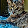 cat, feline, close_up, yellow_eyes, whiskers, fur, pet, indoor, soft_blanket, relaxing, animal, cute, curious, mammal, portrait, cozy, lying_down, domestic_cat, furry, tabby