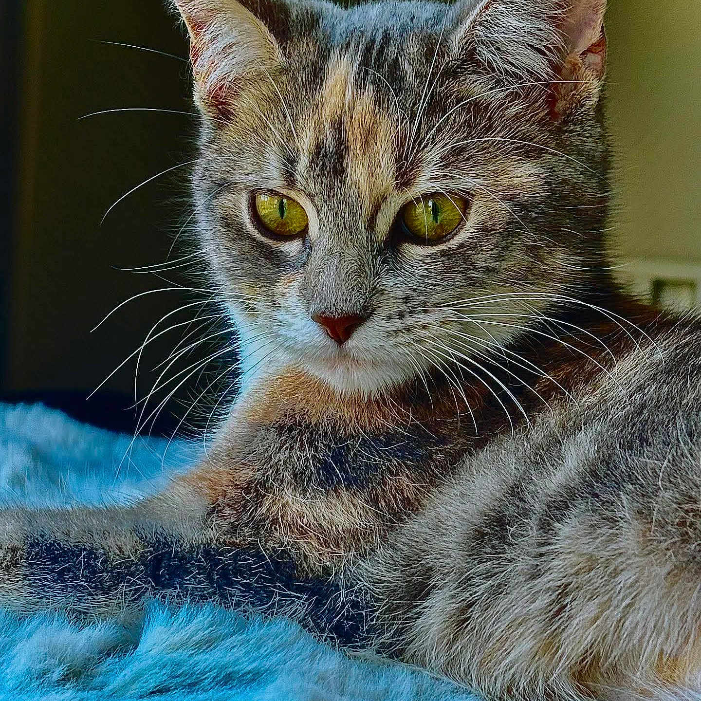 Mimi Muizza participe au concours pour gagner de l'argent avec cette photo : animal, cat, close_up, cozy, curious, cute, domestic_cat, feline, fur, furry, indoor, lying_down, mammal, pet, portrait, relaxing, soft_blanket, tabby, whiskers, yellow_eyes