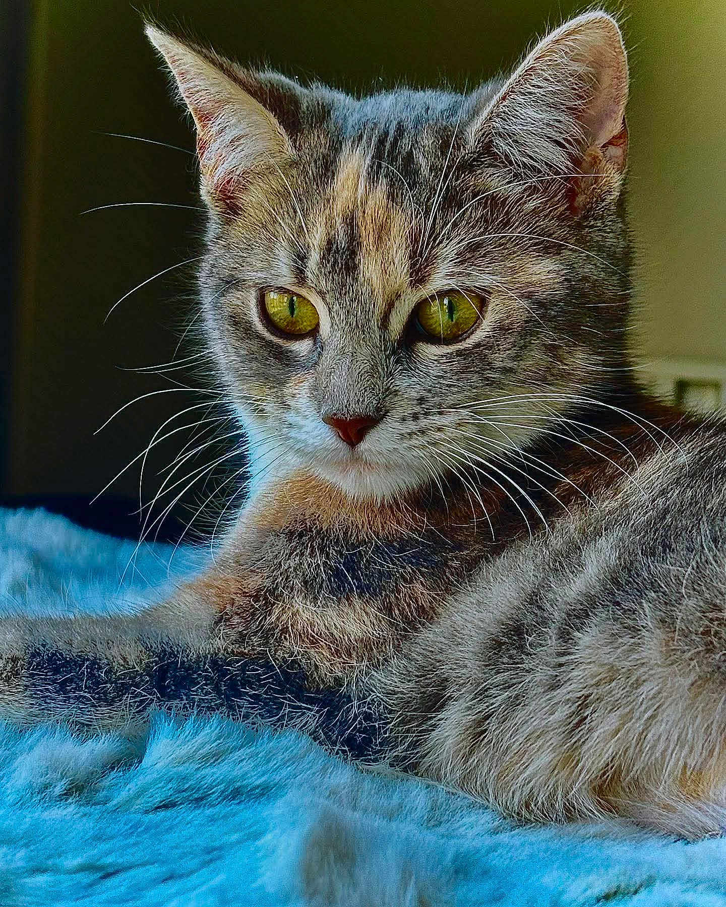 Mimi Muizza participe au concours pour gagner de l'argent avec cette photo : cat, feline, close_up, yellow_eyes, whiskers, fur, pet, indoor, soft_blanket, relaxing, animal, cute, curious, mammal, portrait, cozy, lying_down, domestic_cat, furry, tabby