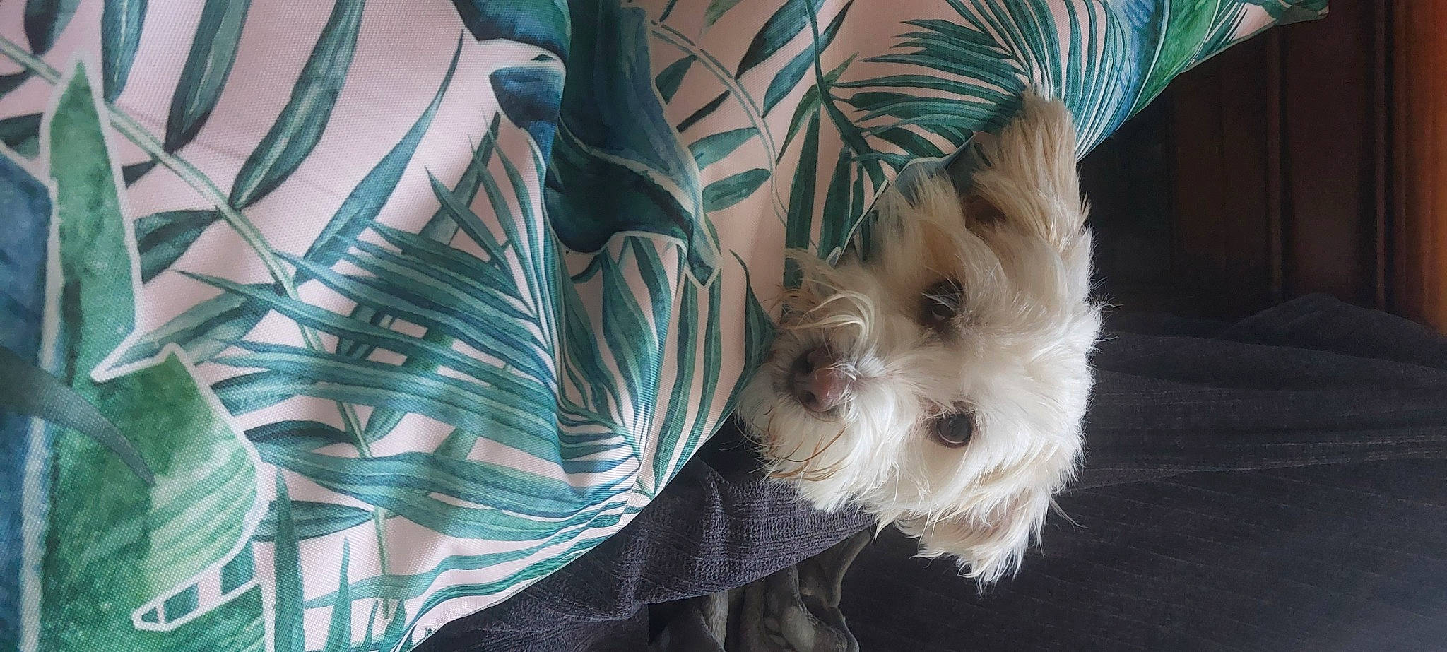 Volt participe au concours pour gagner de l'argent avec cette photo : canidae, carnivore, companion_dog, dog, dog_breed, dog_clothes, dog_supply, fashion_accessory, fawn, fur, non_sporting_group, pattern, schnauzer, small_terrier, snout, sporting_group, terrier, toy_dog, whiskers, working_animal