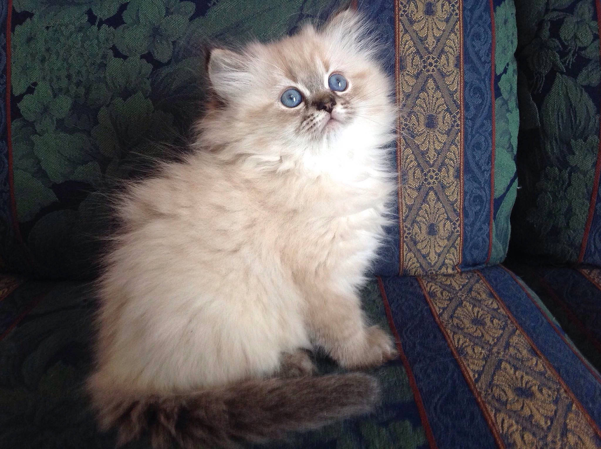 Diamond a rejoint le concours — aidez-le/la à gagner de superbes lots ! asian_semi_longhair, birman, british_longhair, british_semi_longhair, carnivore, cat, domestic_long_haired_cat, eye, felidae, fur, himalayan, iris, kitten, mammal, napoleon_cat, persian, ragdoll, small_to_medium_sized_cats, vertebrate, whiskers