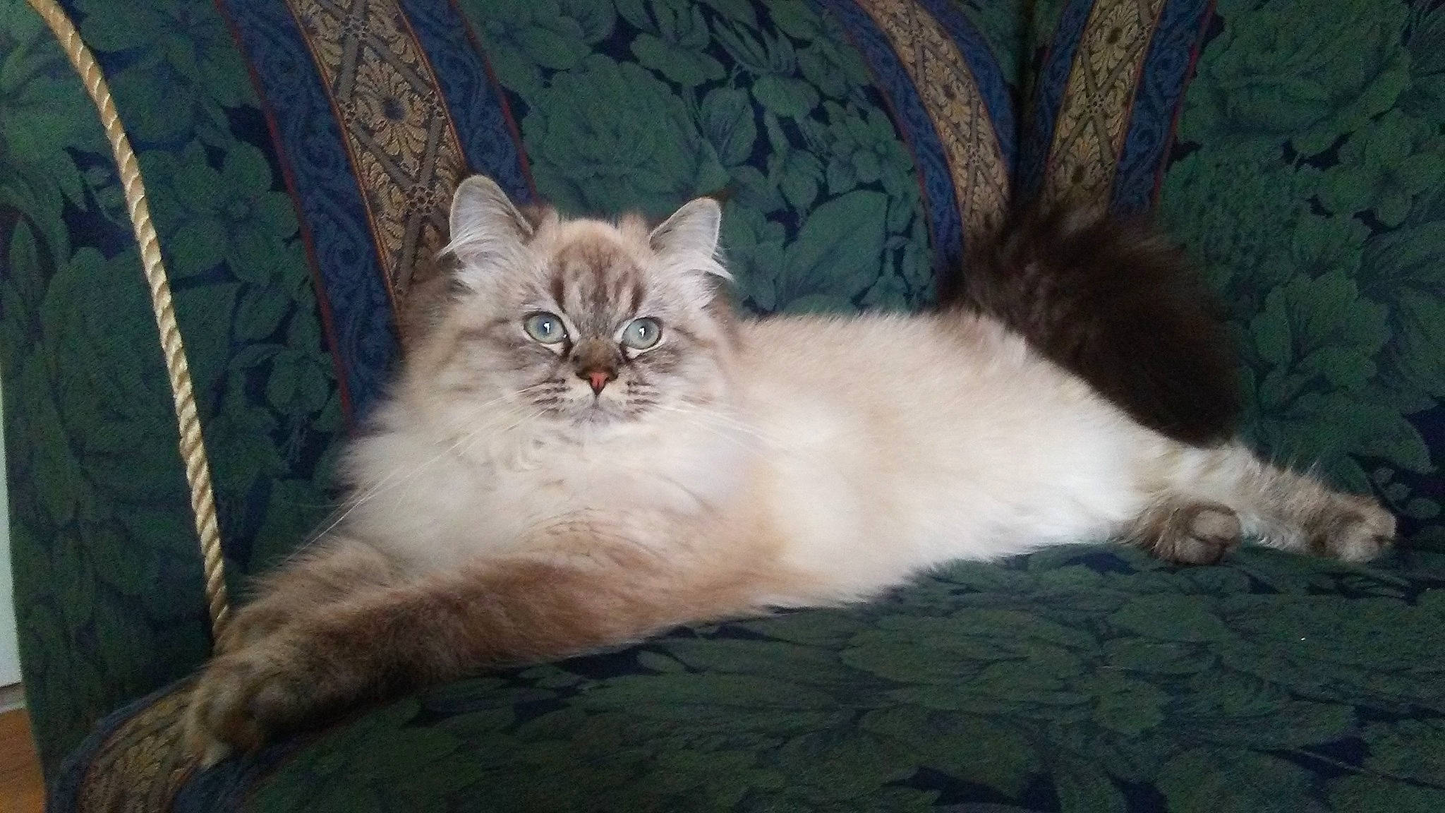 Diamond a rejoint le concours — aidez-le/la à gagner de superbes lots ! asian, asian_semi_longhair, british_longhair, british_semi_longhair, carnivore, cat, cymric, domestic_long_haired_cat, felidae, himalayan, kitten, mammal, norwegian_forest_cat, persian, ragamuffin, ragdoll, siberian, small_to_medium_sized_cats, vertebrate, whiskers