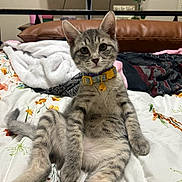 Posey is registered to the contest to win money with this photo: bed, bell, blanket, cat, collar, comforter, cute, ears, floral_pattern, fur, indoor, kitten, looking_at_camera, paws, pillow, relaxed, sitting, stripes, tabby, whiskers