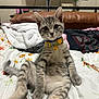 bed, bell, blanket, cat, collar, comforter, cute, ears, floral_pattern, fur, indoor, kitten, looking_at_camera, paws, pillow, relaxed, sitting, stripes, tabby, whiskers