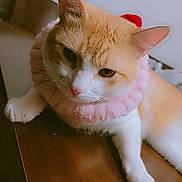 Lalo is registered to the contest to win money with this photo: animal, cat, close_up, cream_colored, cute, domestic_animal, ears, feline, fluffy_collar, fur, indoor, laying_down, paw, pet, pink_collar, portrait, relaxed, whiskers, white, wooden_surface